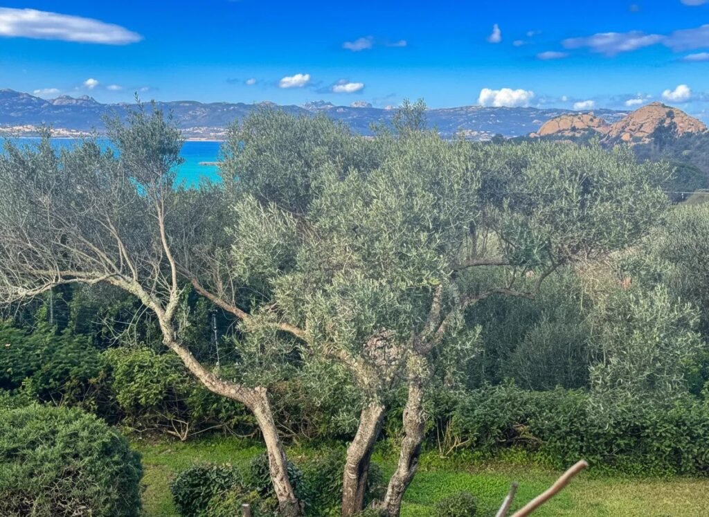 CREATE YOUR DREAM VILLA IN BAJA SARDINIA – RARE OPPORTUNITY IN A PRIME COASTAL LOCATION image 4