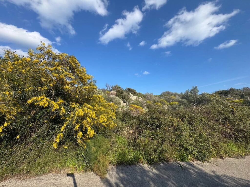 WHERE THE LIGHT OF THE SEA BECOMES YOUR HOME – EXCLUSIVE BUILDING PLOT WITH APPROVED VILLA PROJECT image 13