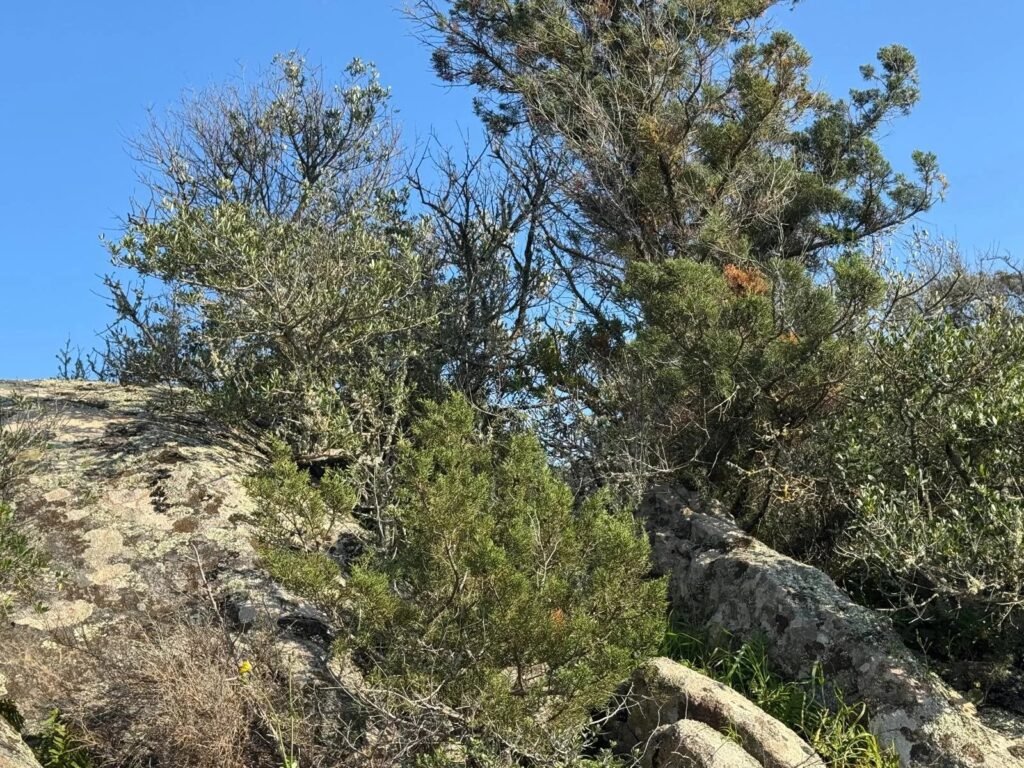 WHERE THE LIGHT OF THE SEA BECOMES YOUR HOME – EXCLUSIVE BUILDING PLOT WITH APPROVED VILLA PROJECT image 17