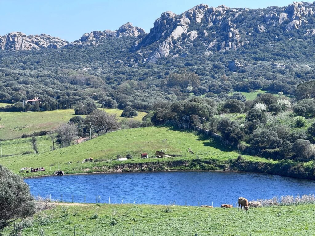 UNIQUE AGRICULTURAL PLOT WITH LAKE AND OLIVE GROVE IN GALLURA image 4