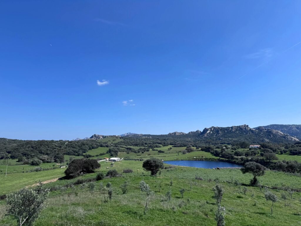 UNIQUE AGRICULTURAL PLOT WITH LAKE AND OLIVE GROVE IN GALLURA image 5