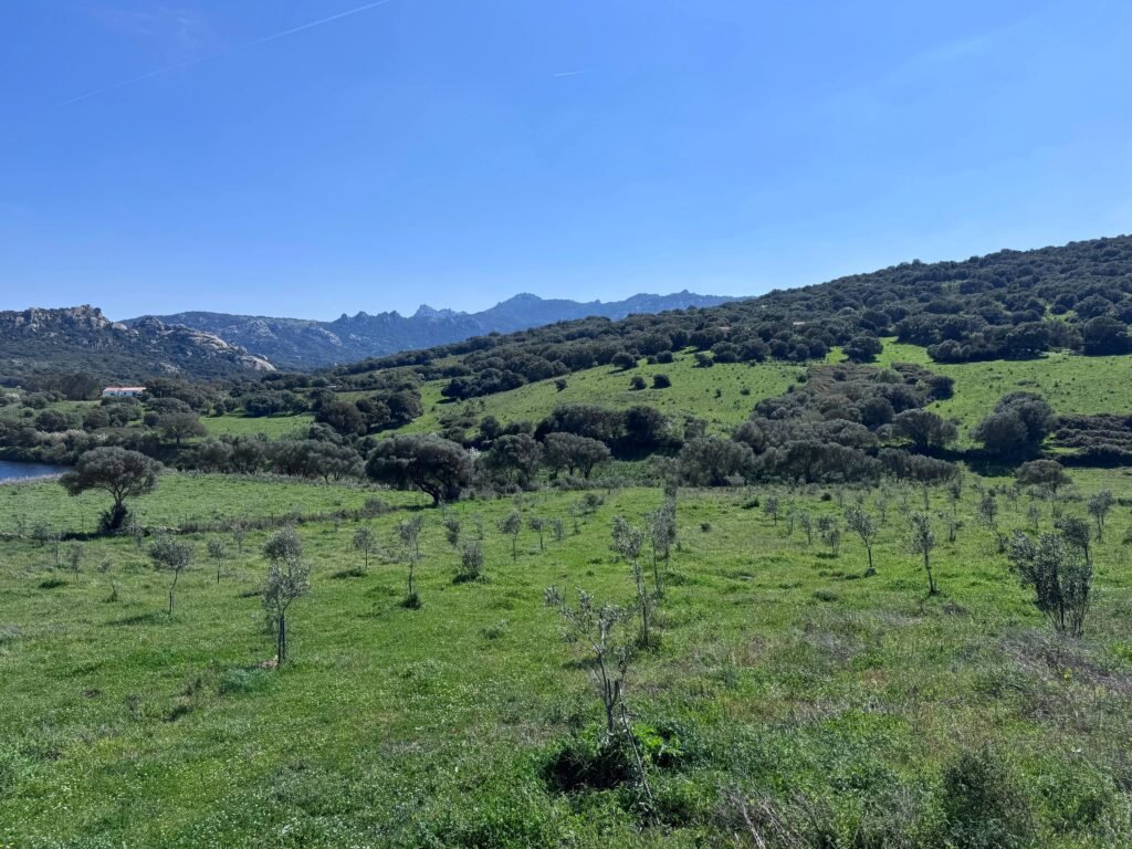 UNIQUE AGRICULTURAL PLOT WITH LAKE AND OLIVE GROVE IN GALLURA image 6