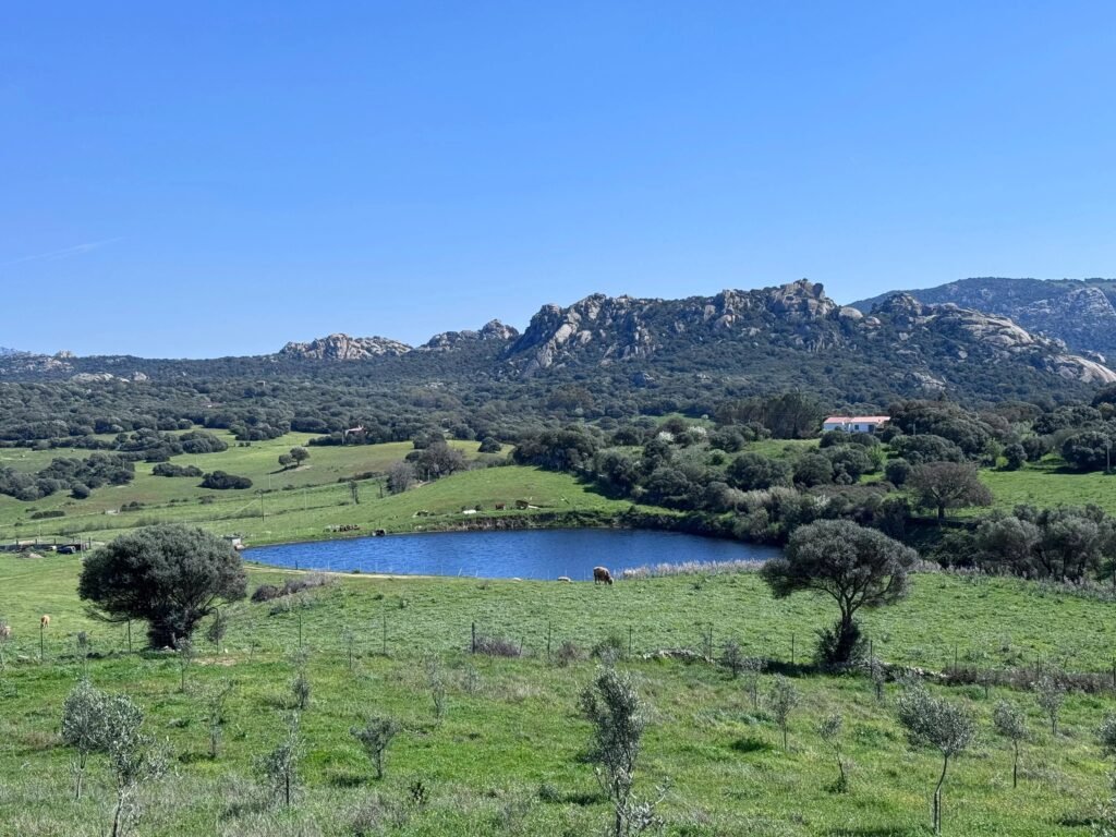 UNIQUE AGRICULTURAL PLOT WITH LAKE AND OLIVE GROVE IN GALLURA image 7